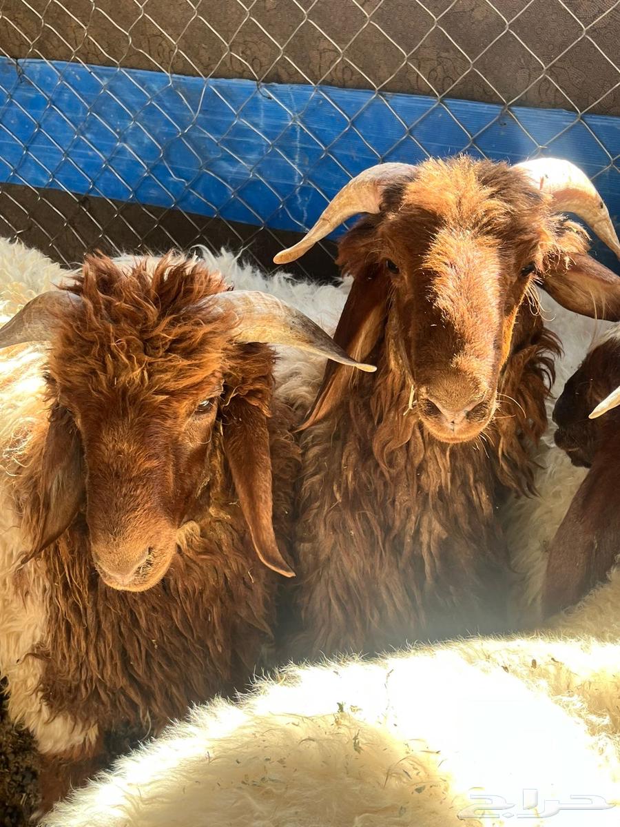 Harafi and Tamaeem sheep64238697946625110