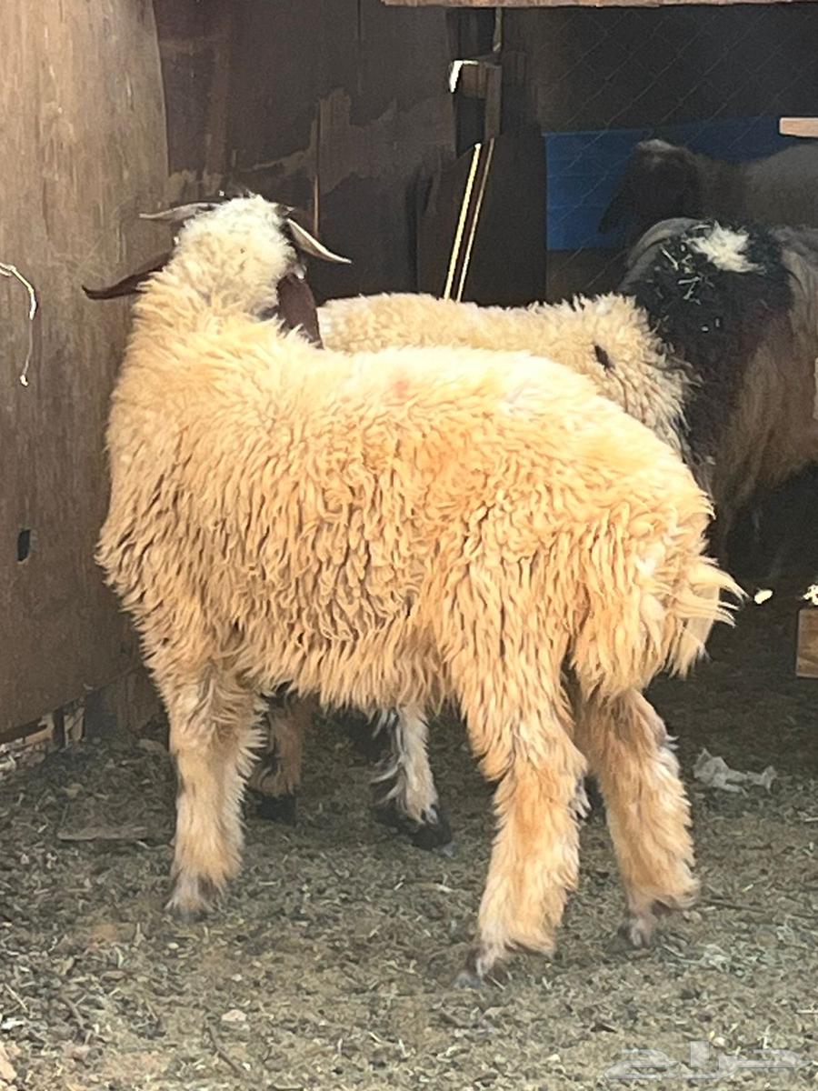 Harafi and Tamaeem sheep64238697946625113