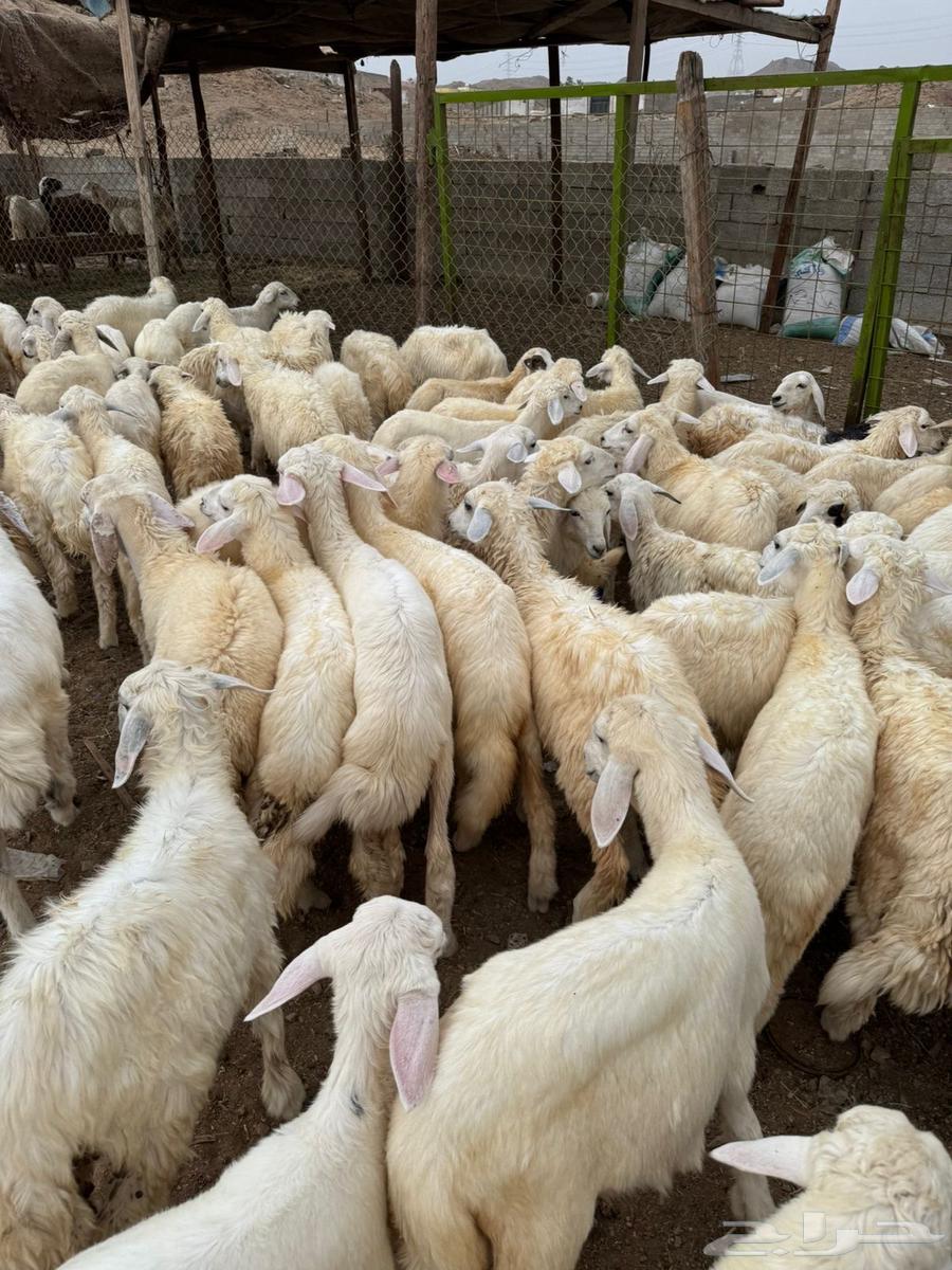 طليان ورخال حري بلدي شرط64251891157634113