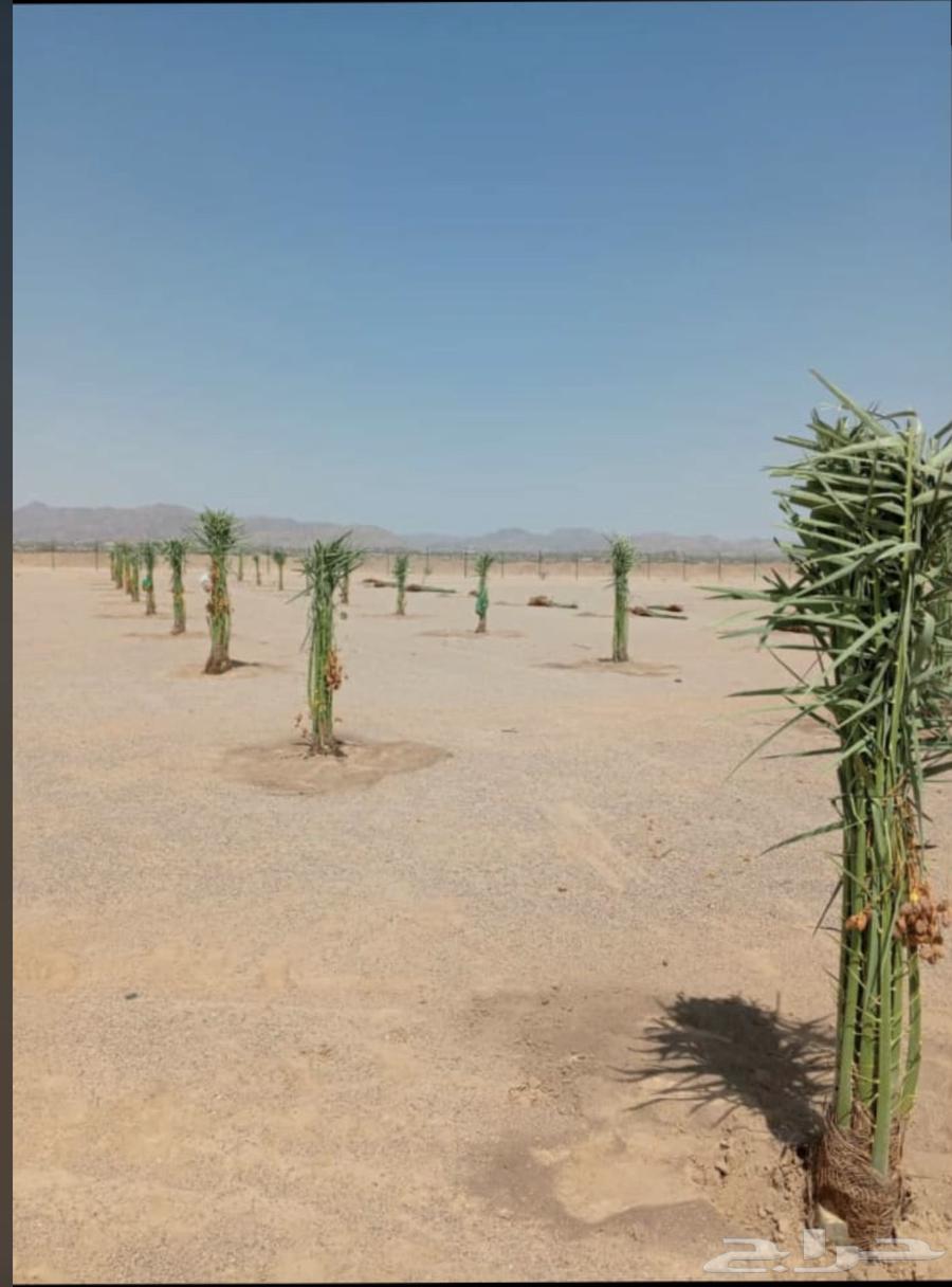 Date palm trees for sale, available in Afif today at a reasonable price64240396341507113