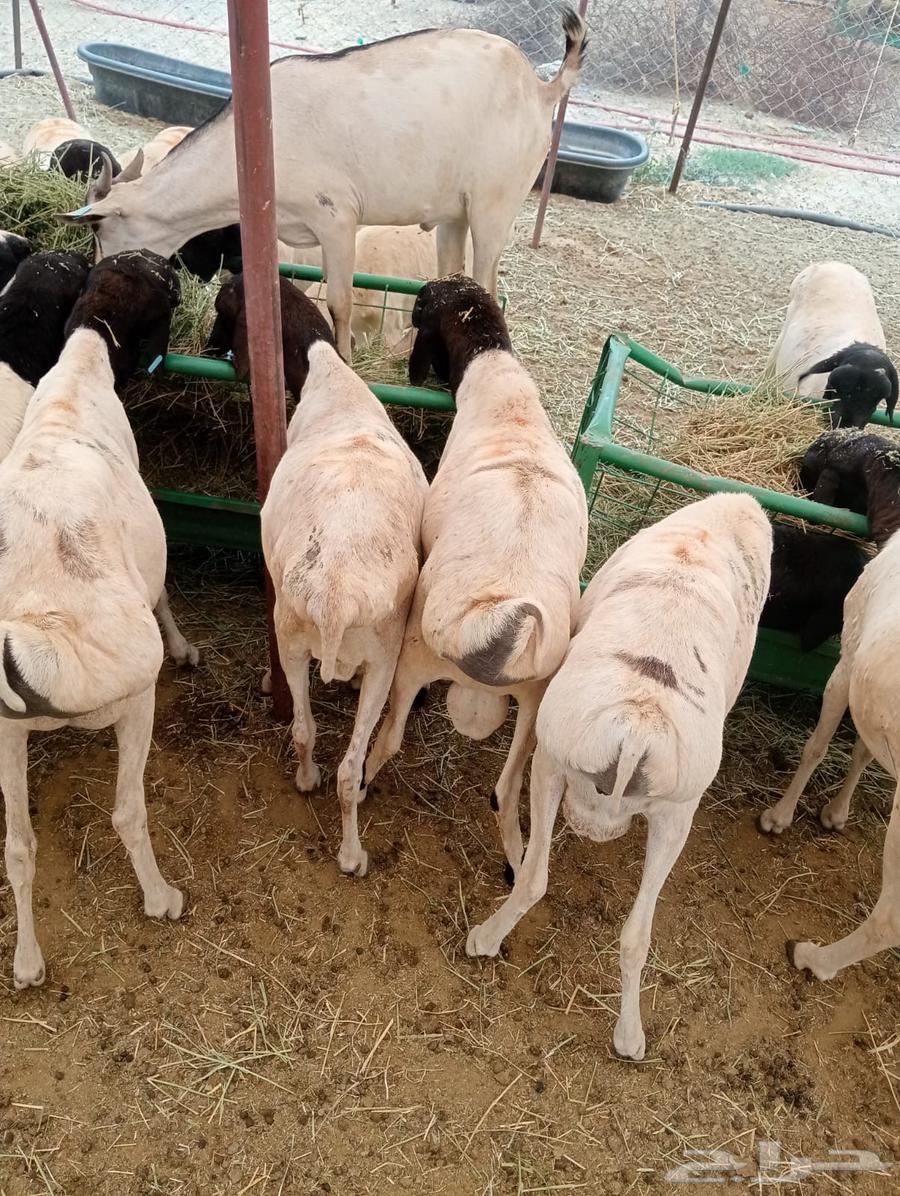 برابر صومالي وتيوس صومالي تربيه64249629915650110