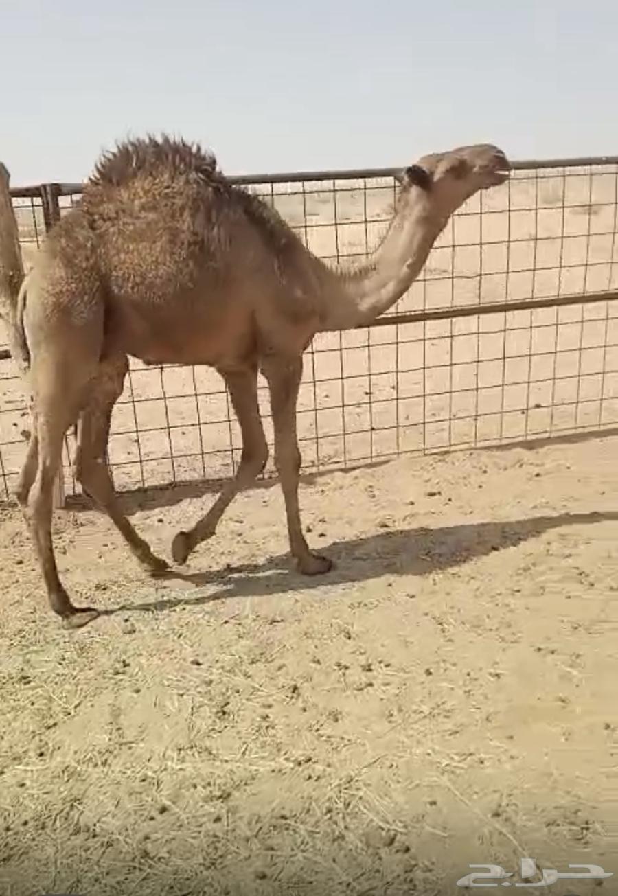 للبيع قعود أصفر ( تم البيع )64245969251970110