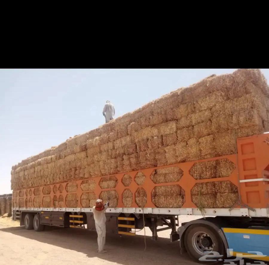 Nadi Company Wheat Straw Feed64243169921537110