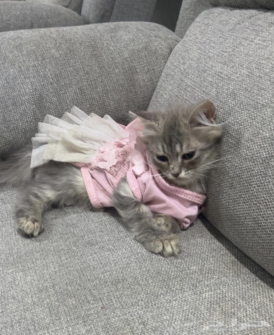 كتن للبيع64255688297859110