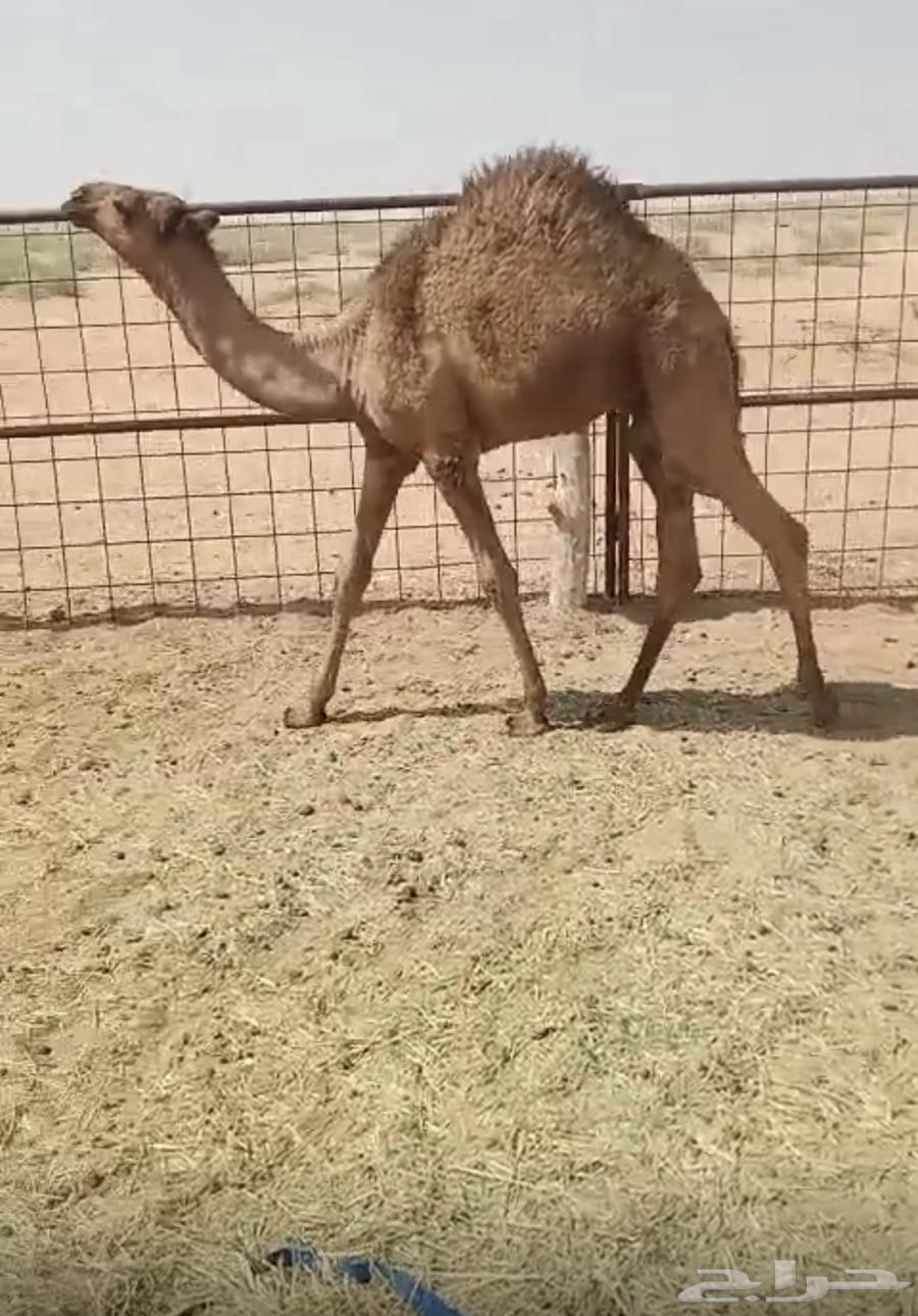 للبيع قعود أصفر ( تم البيع )64245969251970111