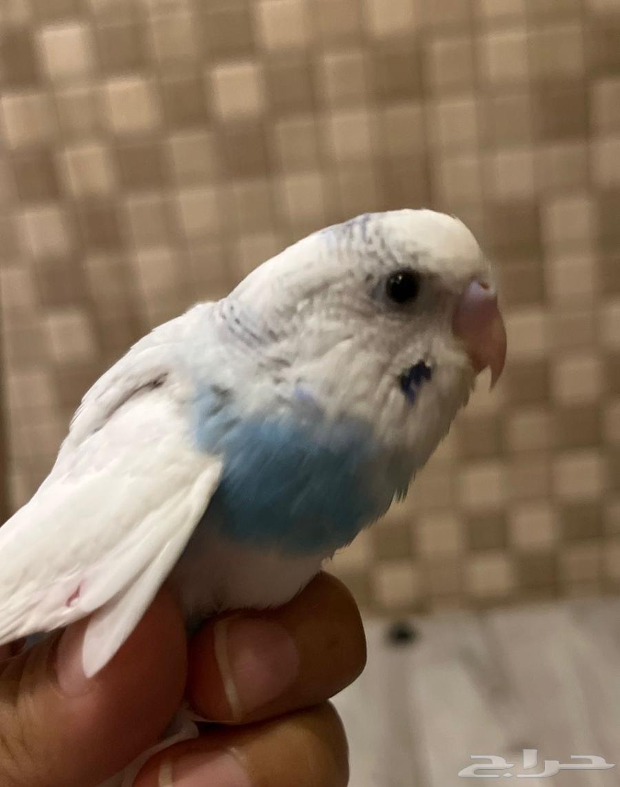 طيور الحب64251879234050111