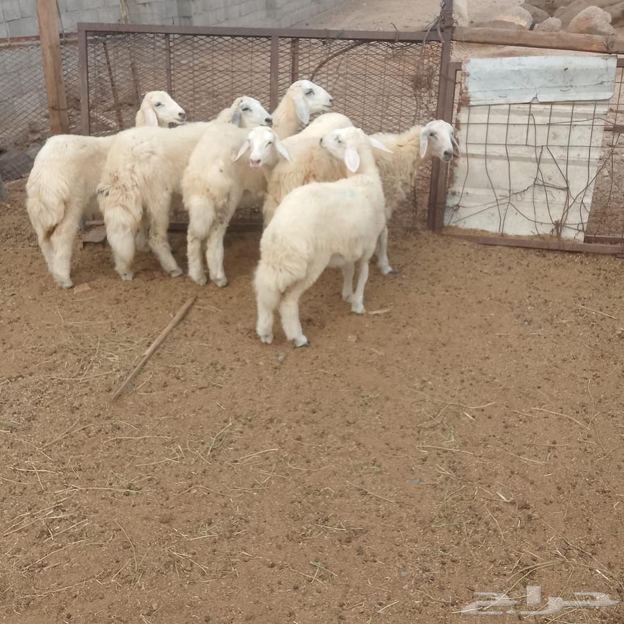 بهم للبيع64247161991171110