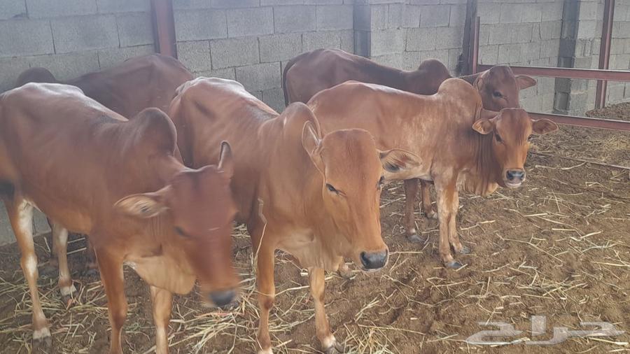 خبيش للبيع64252799724162110