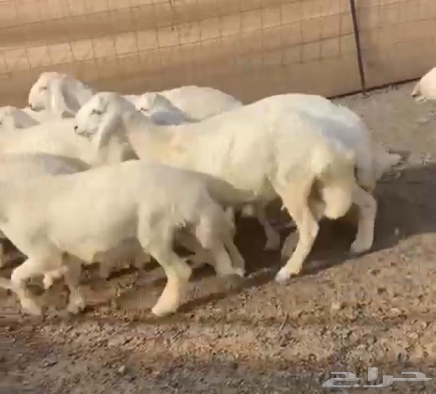 طليان للبيع64242998031491110