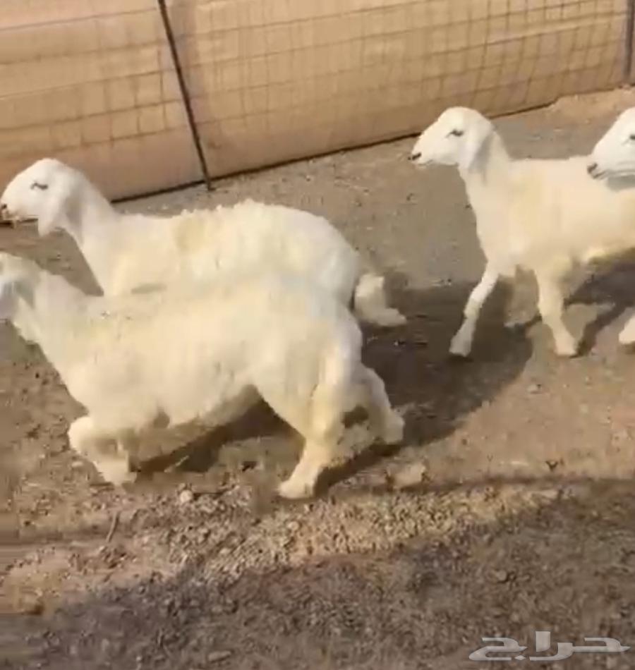 طليان للبيع64242998031491111