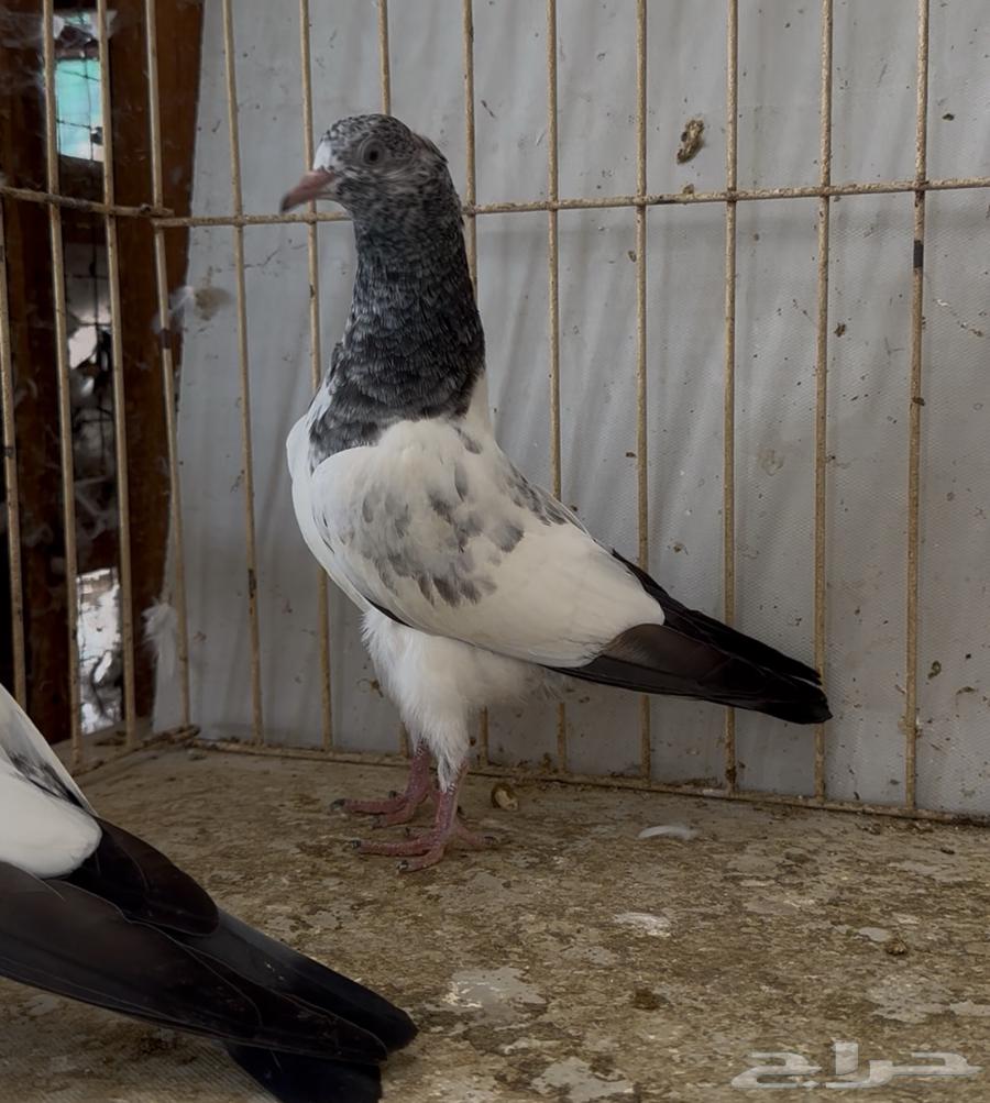 باكستانيات القمري تم البيع64244923192193110