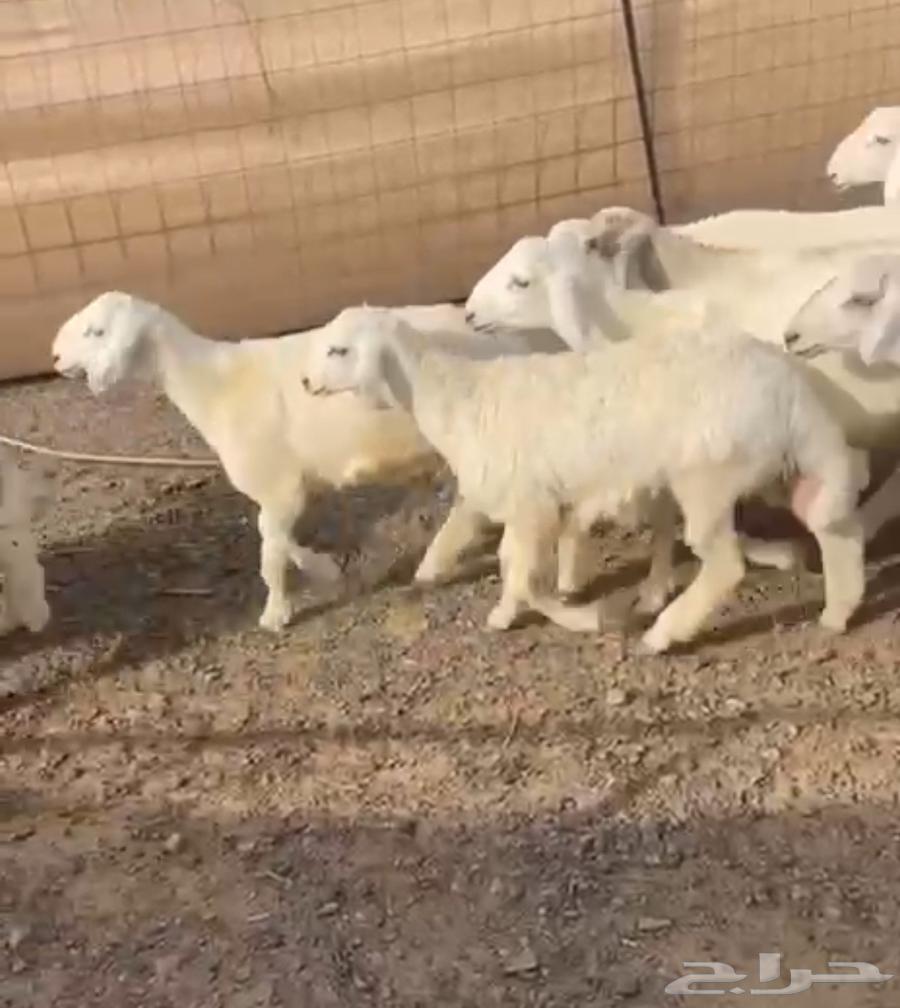 طليان للبيع64242998031491112