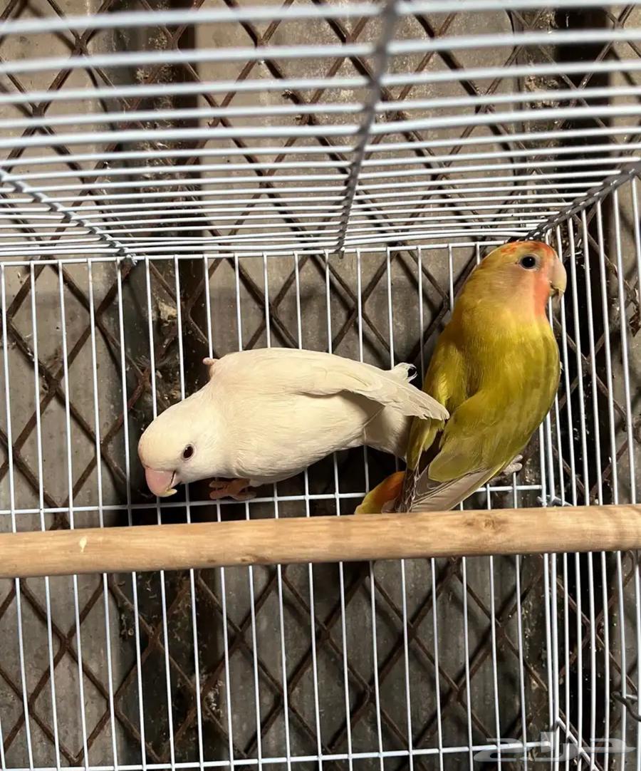 Hello, husband's day64235920826115110