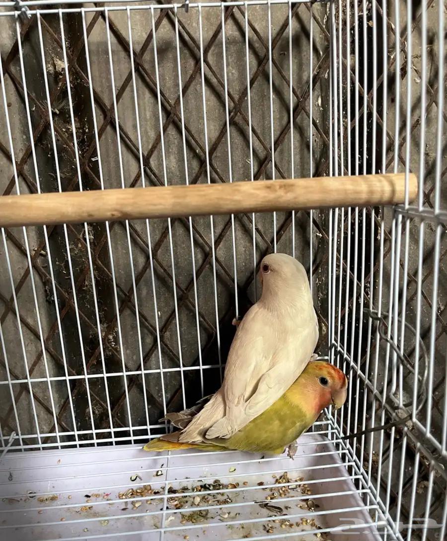 Hello, husband's day64235920826115113