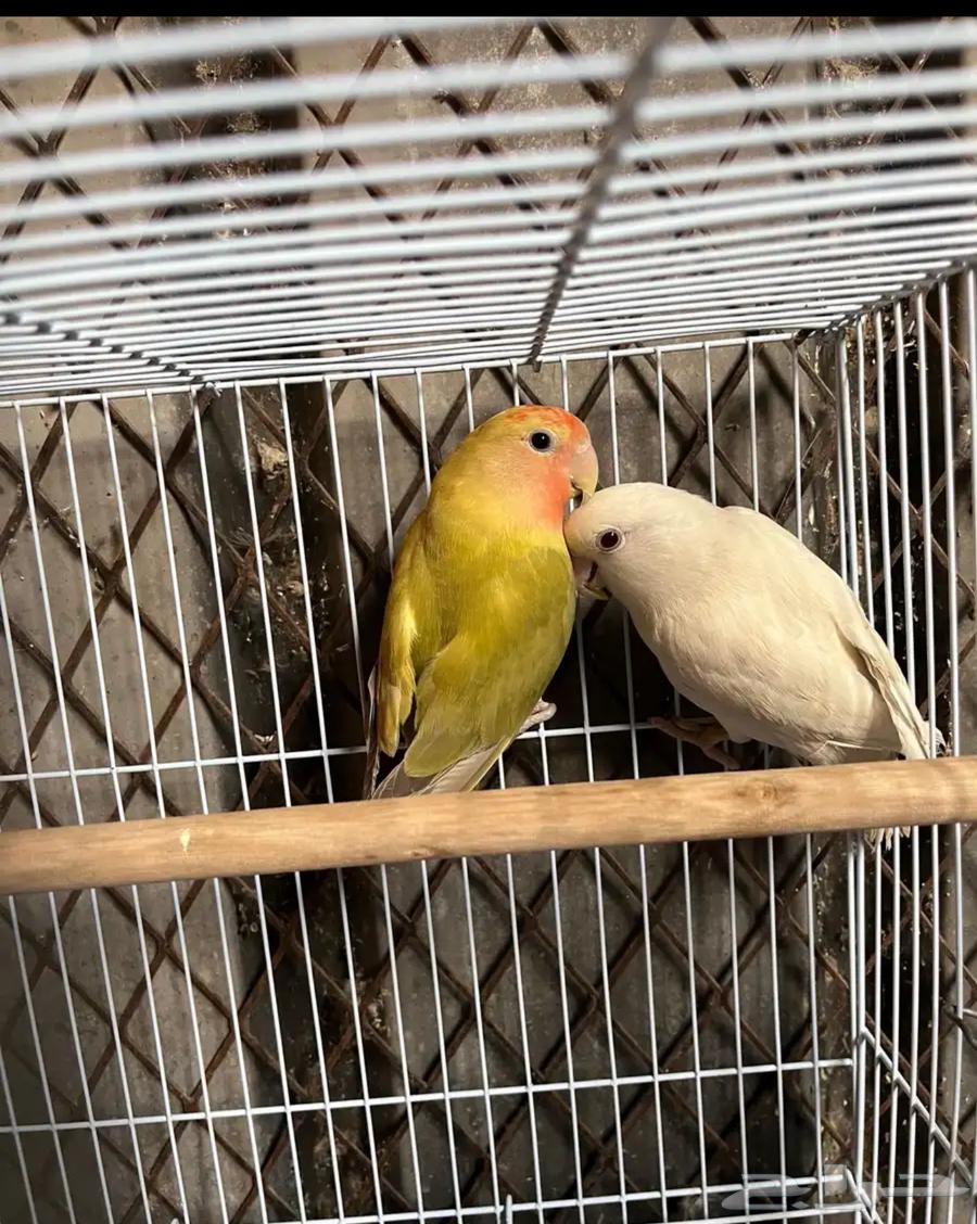 Hello, husband's day64235920826115114