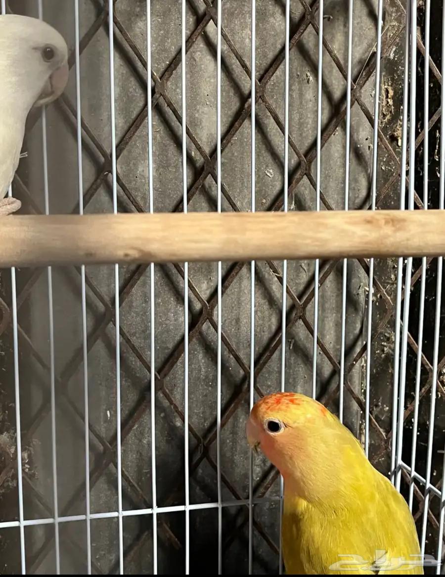 Hello, husband's day64235920826115112