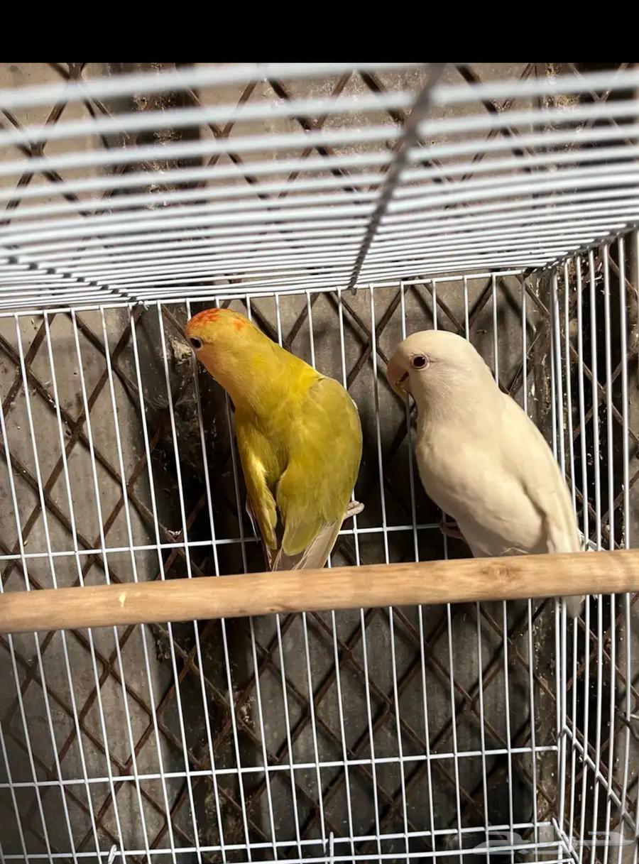 Hello, husband's day64235920826115111