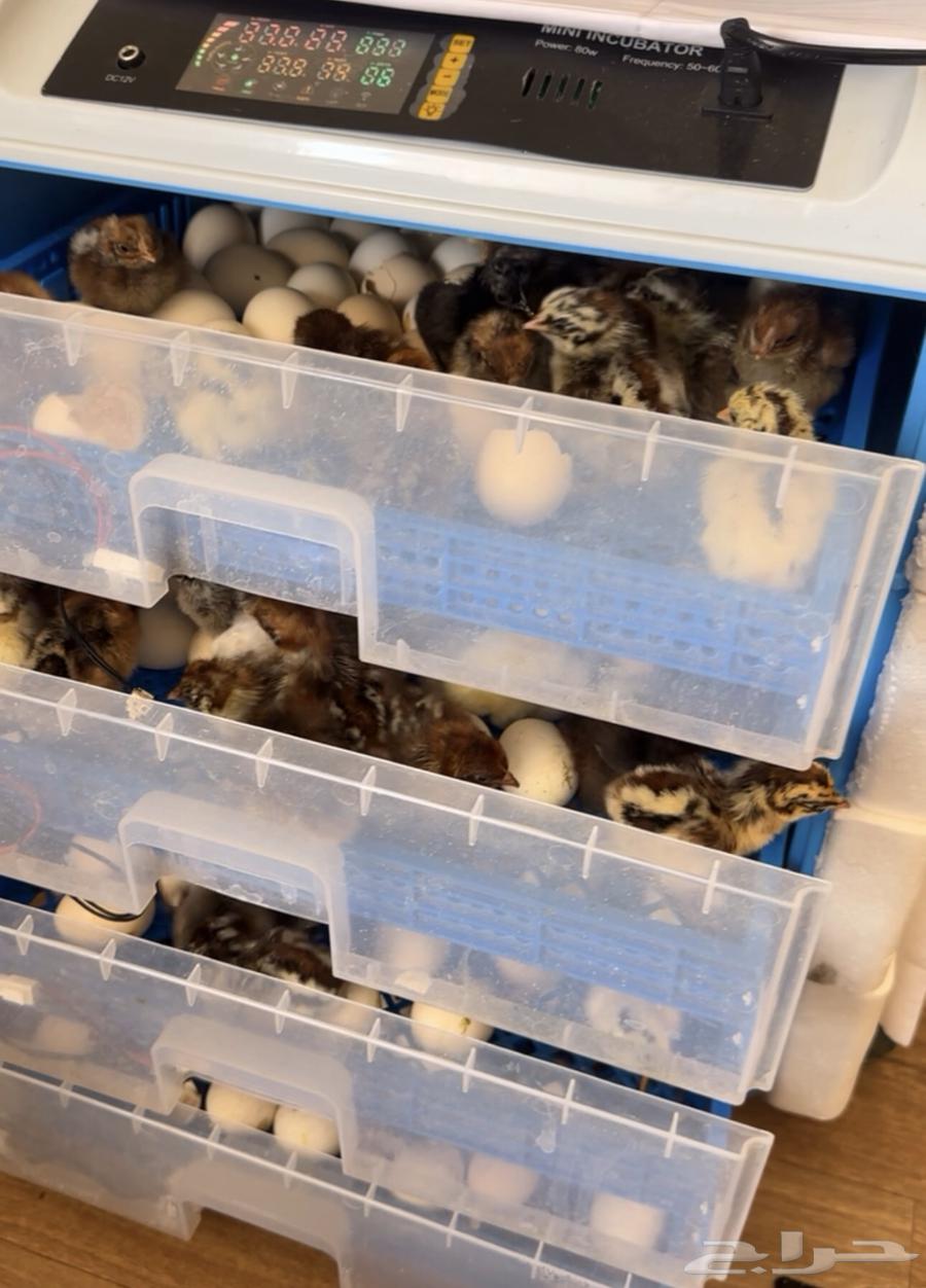 فقاسه للبيع اوتومتيك 32064247162035587112