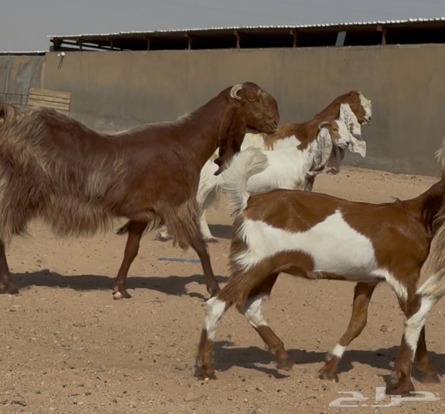 معزا مطورات فواخر 3 يتبعها 264253285804547112