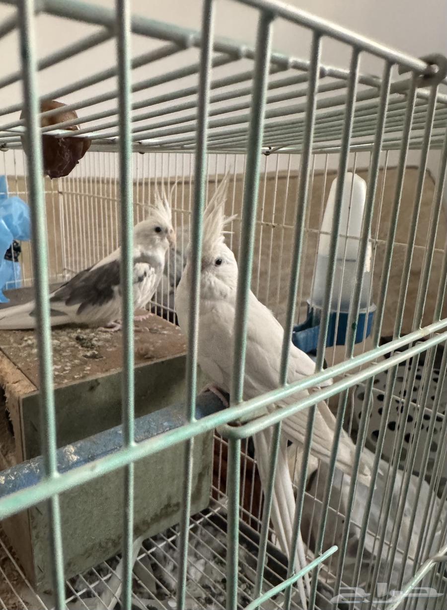 عصافير كروان للبيع64245493944066111