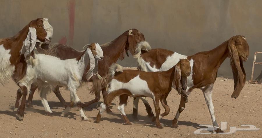 معزا مطورات فواخر 3 يتبعها 264253285804547110