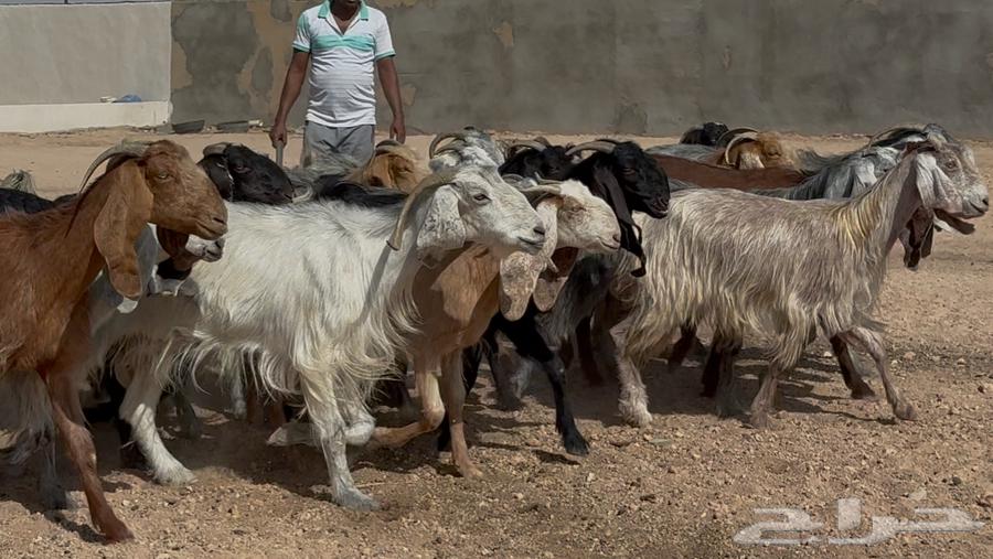 Goat sale, Mashaariq and Egyptians, price 790, quantity 1964240548423811113