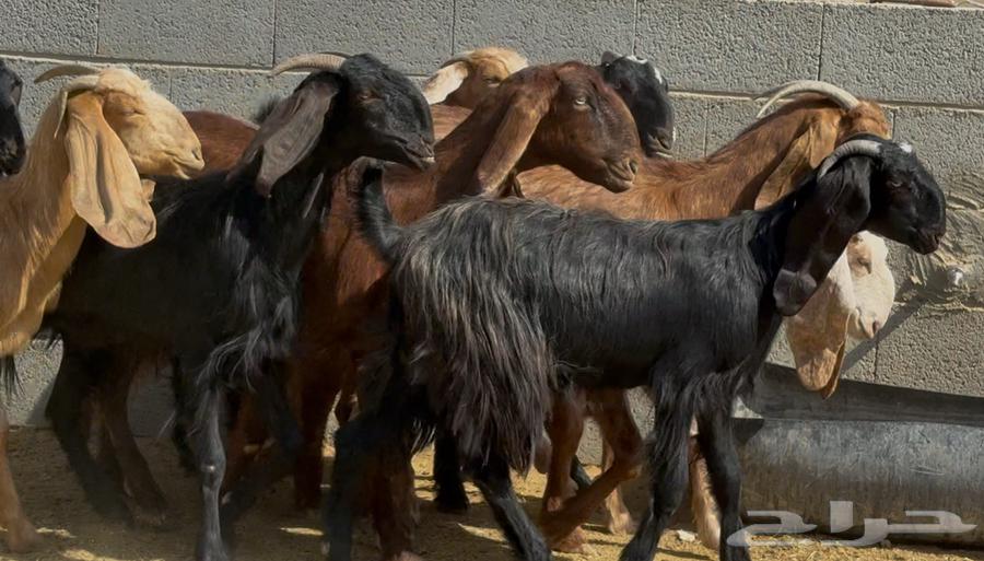 Goat sale, Mashaariq and Egyptians, price 790, quantity 1964240548423811111