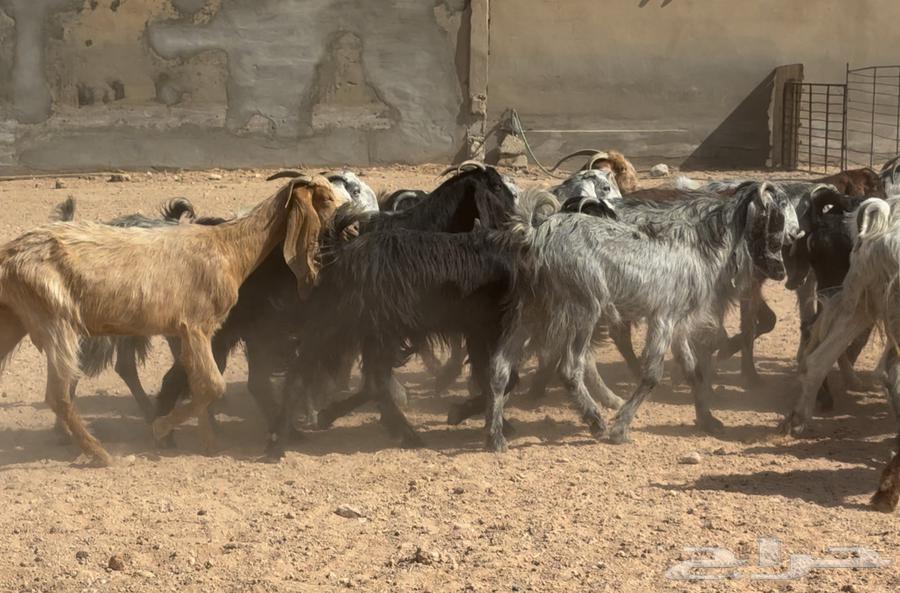 Goat sale, Mashaariq and Egyptians, price 790, quantity 1964240548423811114