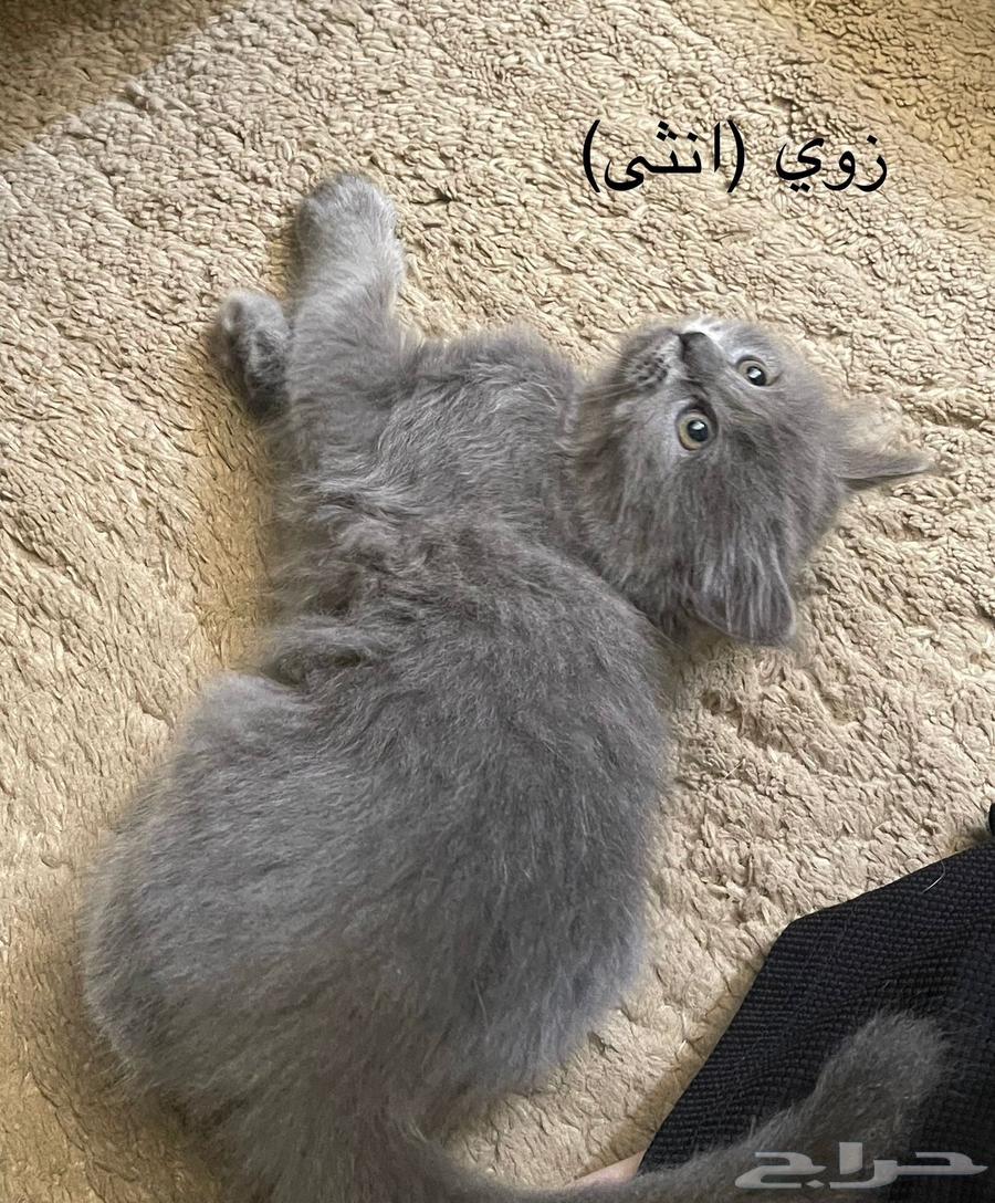 ققط شيرازي للبيع64256112858242114