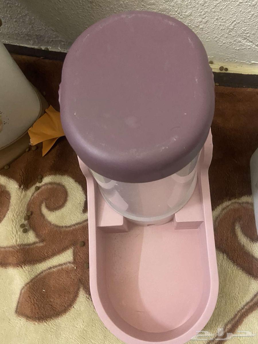 الكل قطط لبيع ومستلزمات قطط64252314140163113