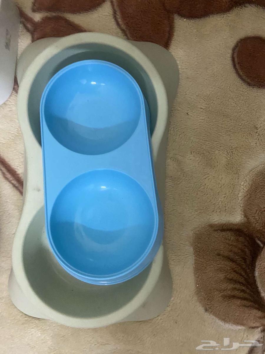 الكل قطط لبيع ومستلزمات قطط64252314140163112