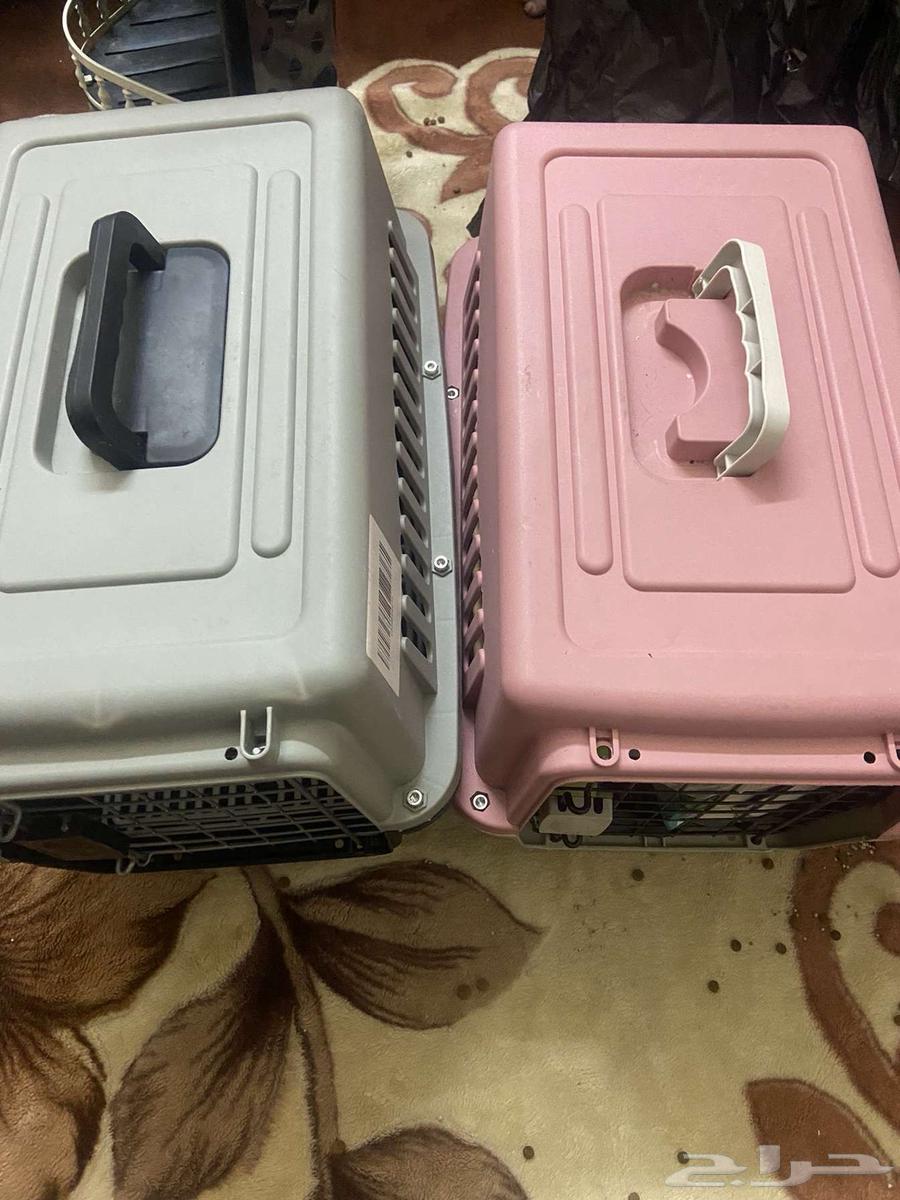 الكل قطط لبيع ومستلزمات قطط64252314140163114