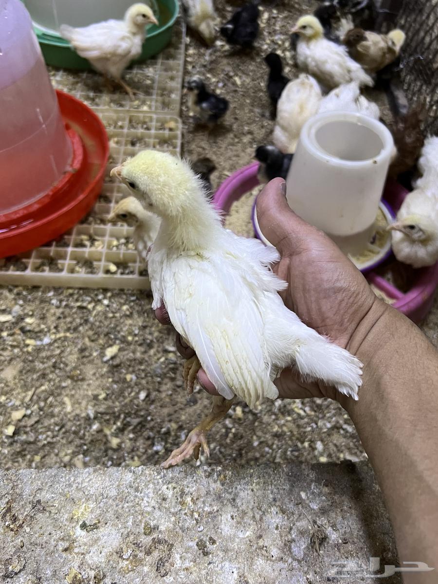 صوص صيصان لوهمان لهمن براون64252648018561112