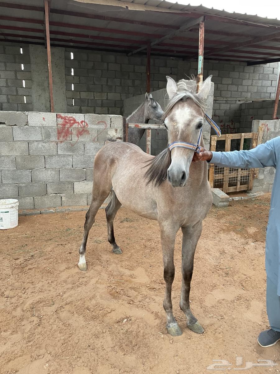 Mare for sale, gentle, over a year old and sound64236871925891112