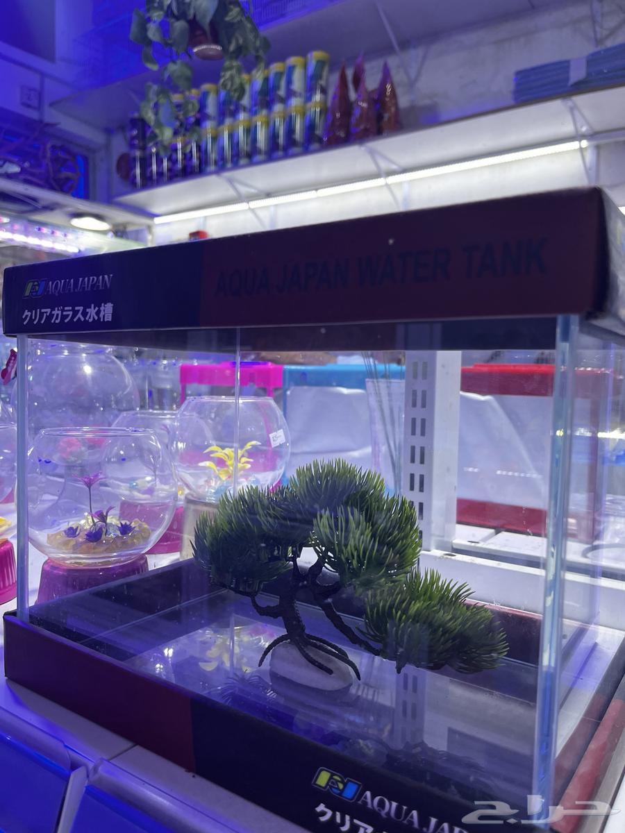 سلاحف وسمك للبيع64240396032001113