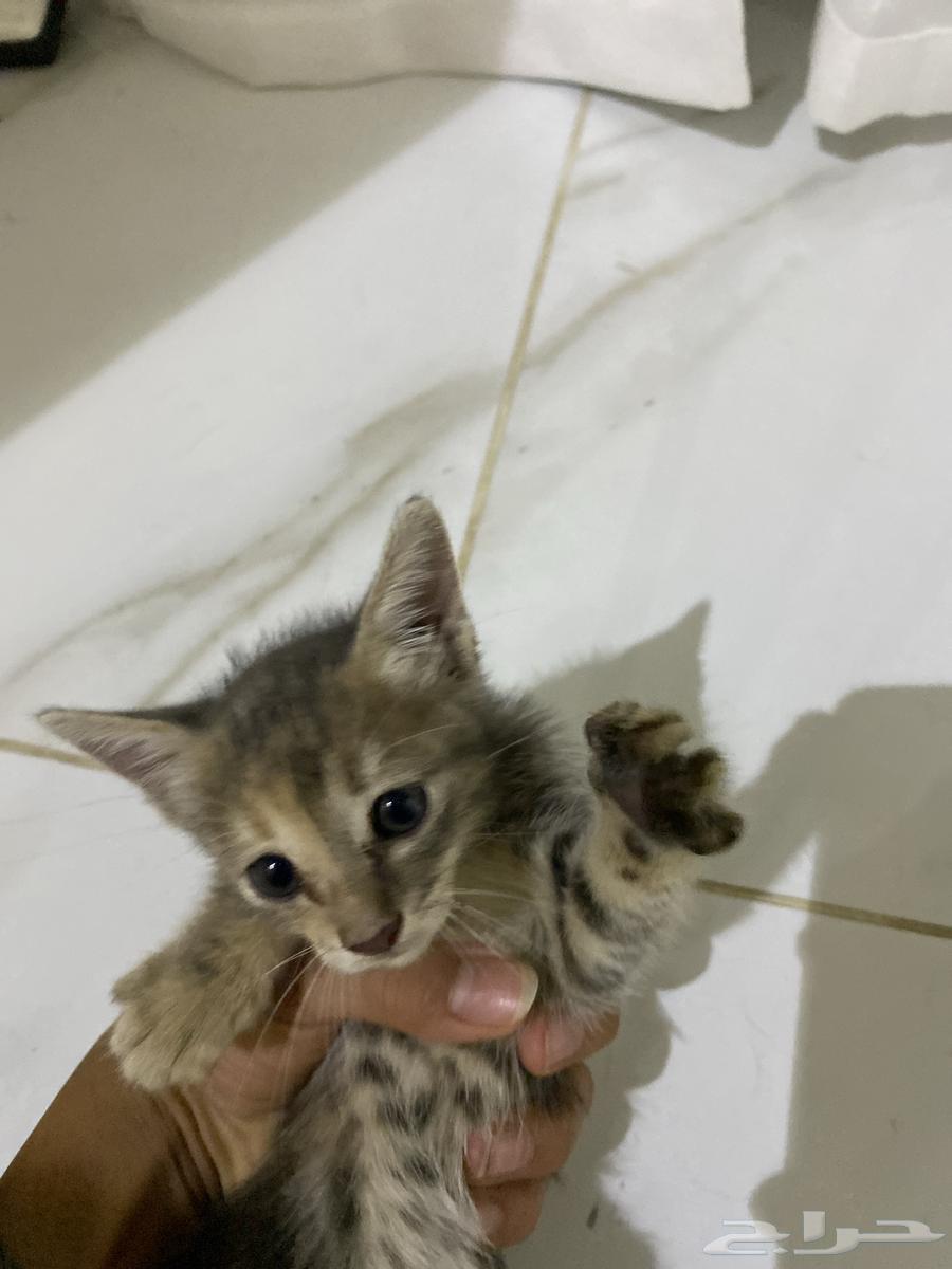 Enough for sale, I swear it's tame and good for 25064252799644417111