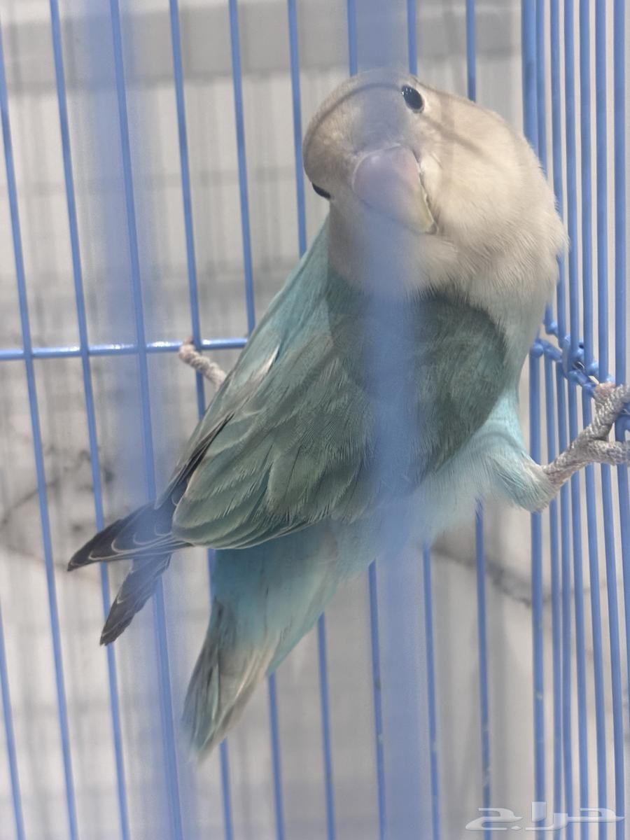 Bird64248894795266112