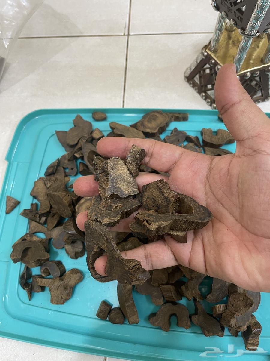 عود موروكي طبيعي اصقون تحفه64229105202562112