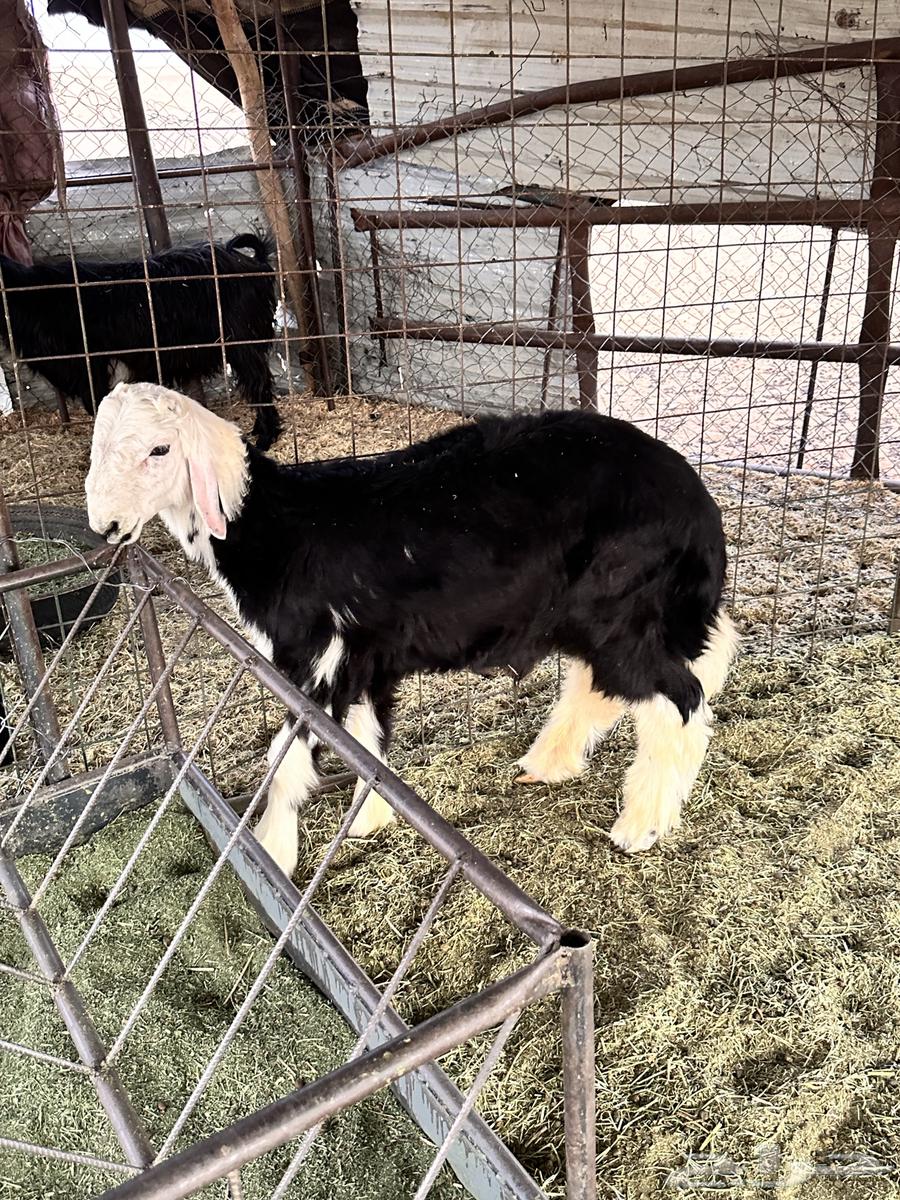 طلي نجدي مغلق التواصل64248505164419110