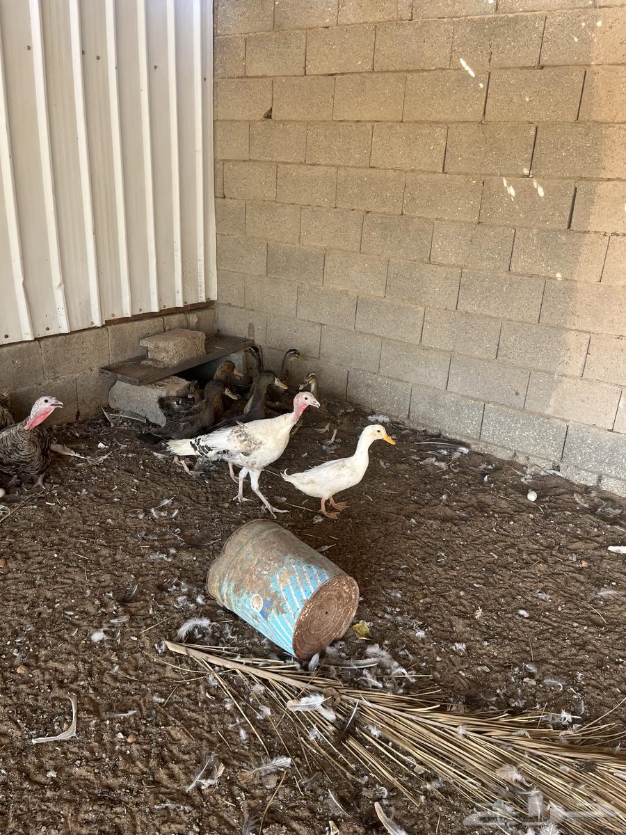 للبيع بط شرشيري العدد 16حبه العمر تقريبا سنه بياض64243518867331110