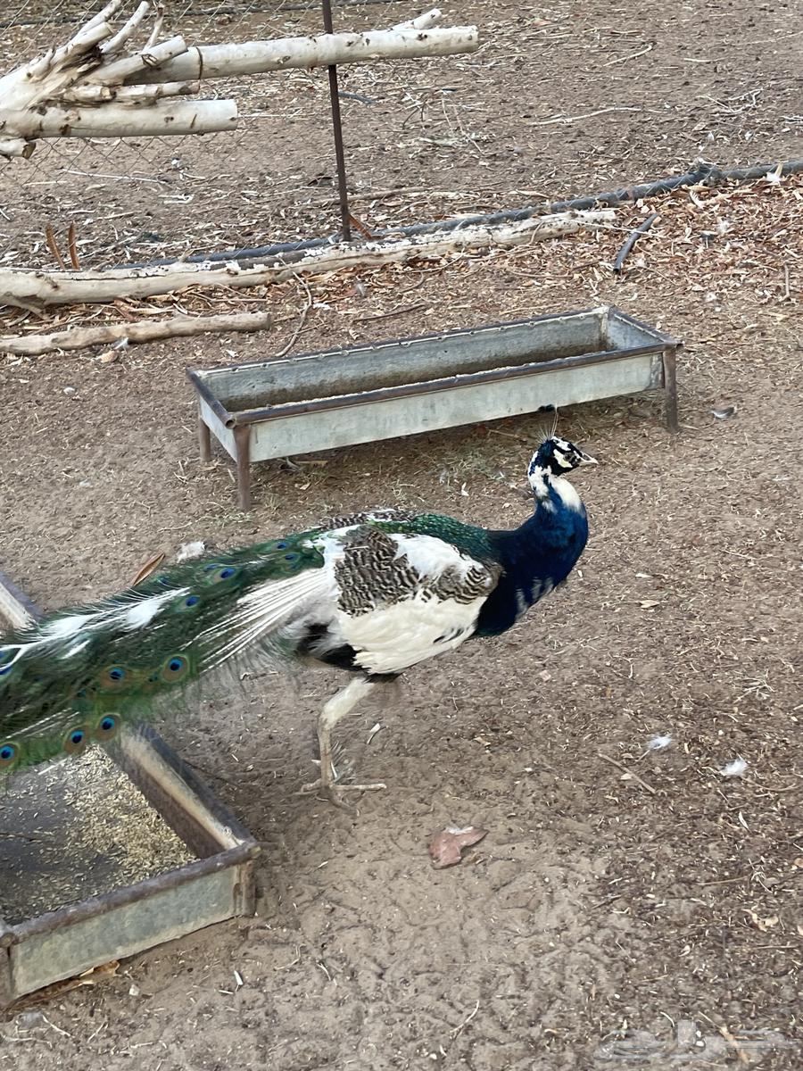 طاووس للبيع طووايس للبيع64252648049411110