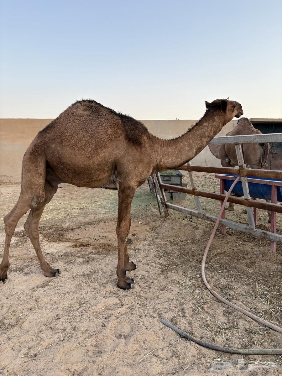 مفاريد عدد 3 سومها 680064241934237185114