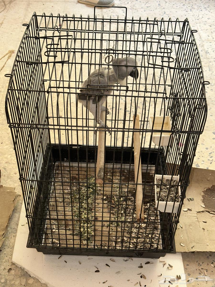 للبيع ببغاء كاسكو افريقي ب 3500 ريال64239872330627112