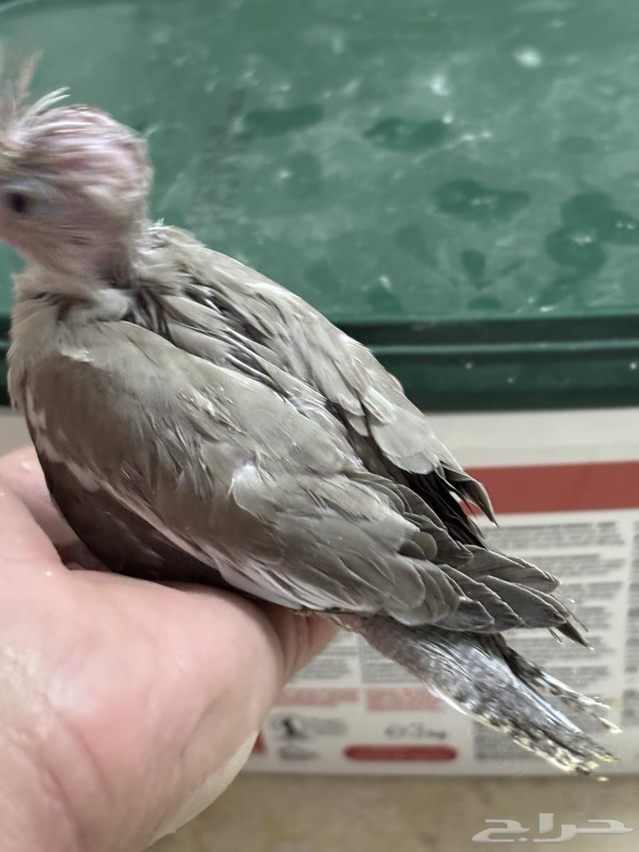 تم البيع. فرخ كروان لون جميل64253438764035112