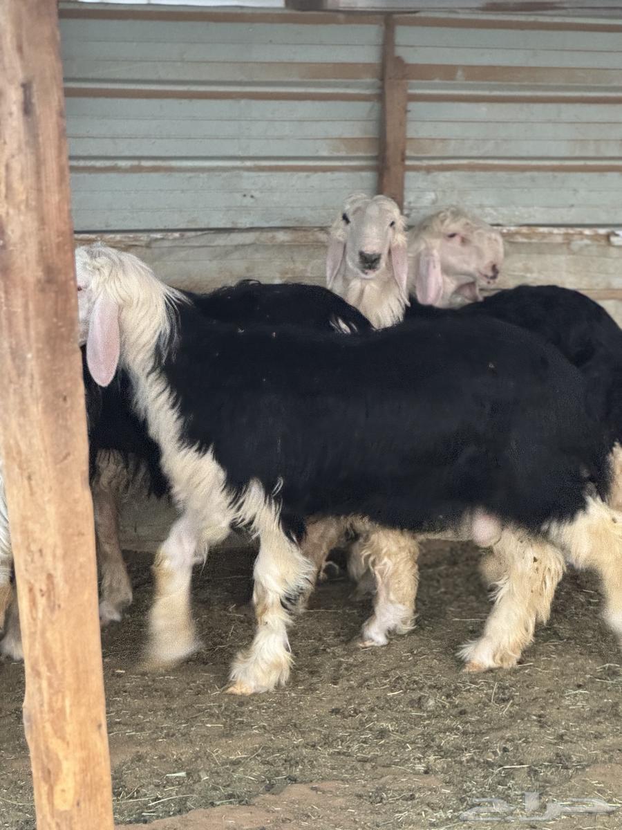 جذعان نجد مشاريع فحول64249244740483114