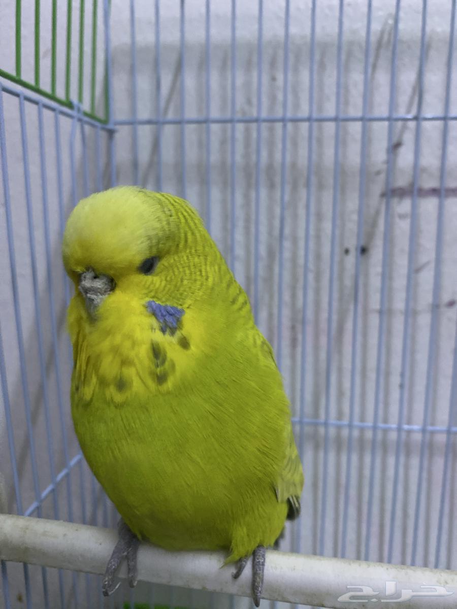 طير حوب64408822199810112