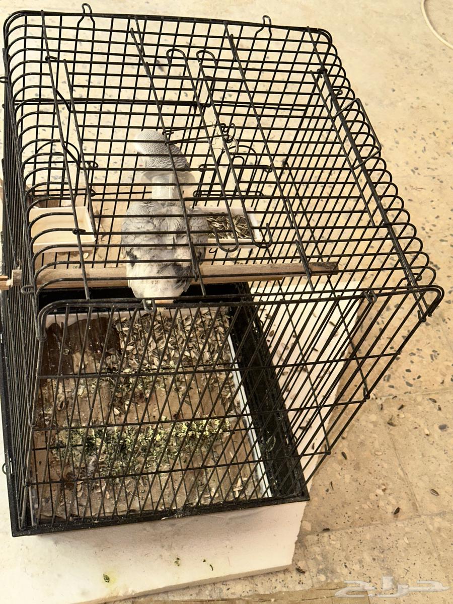 للبيع ببغاء كاسكو افريقي ب 3500 ريال64239872330627110