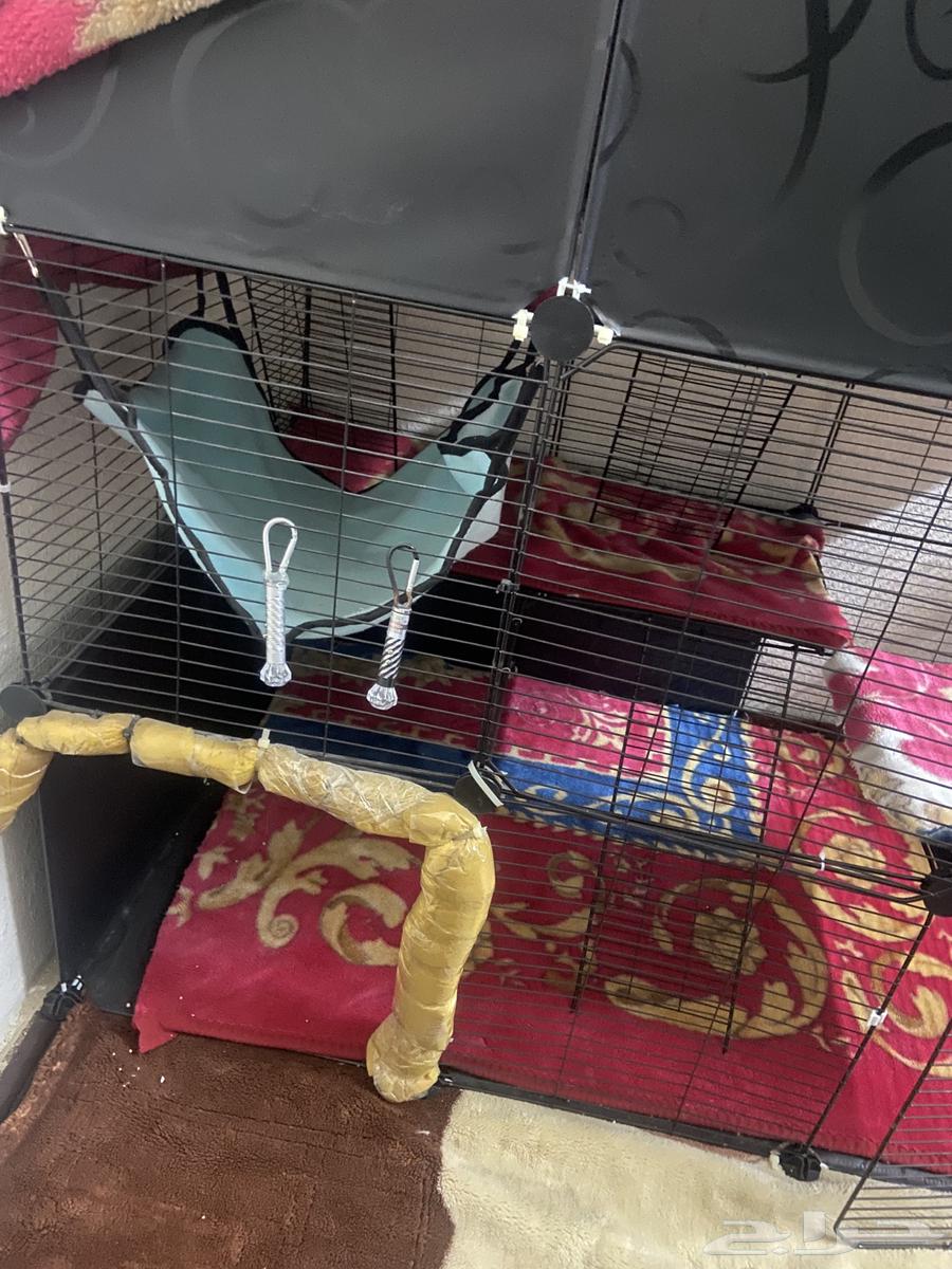 قفص للبيع يكفي عشر قطط64250415741825111