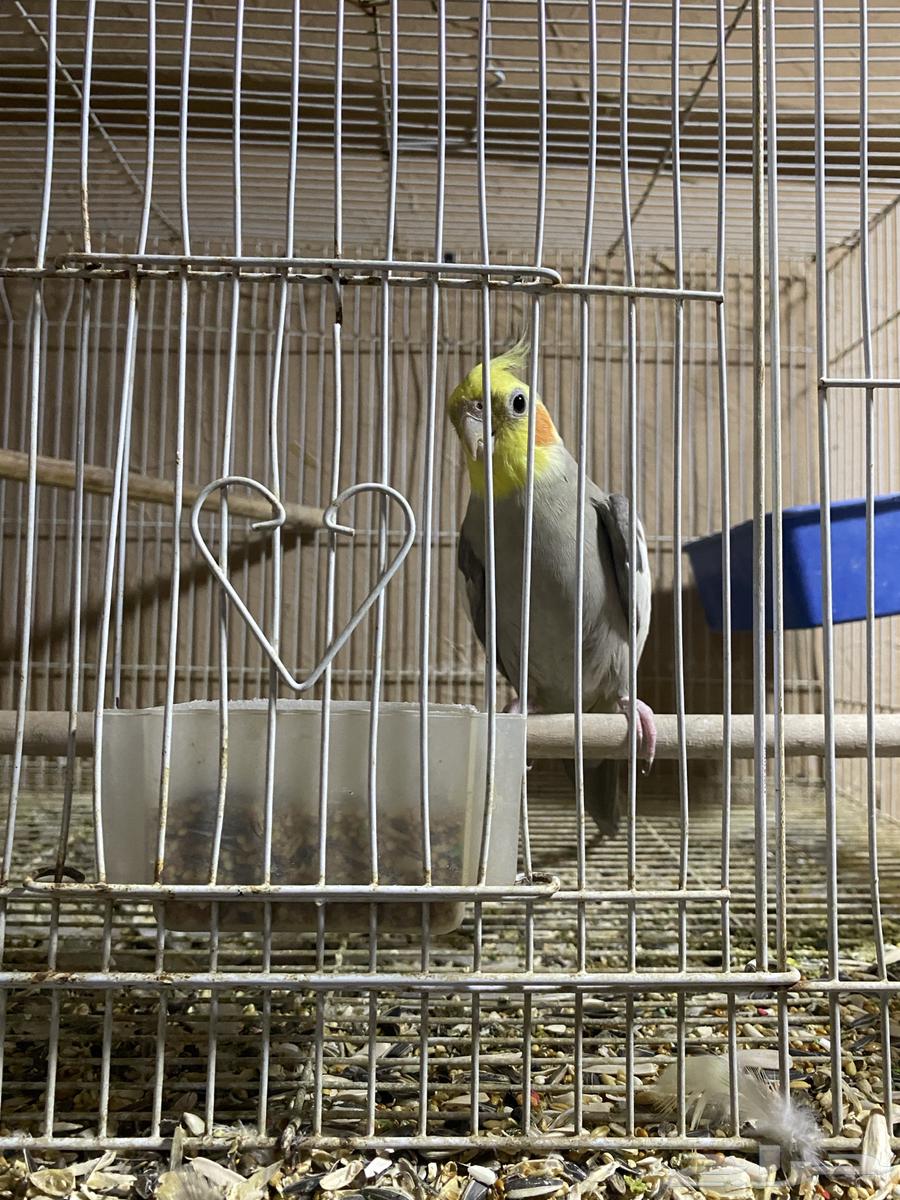 تم البيع64249863129858110