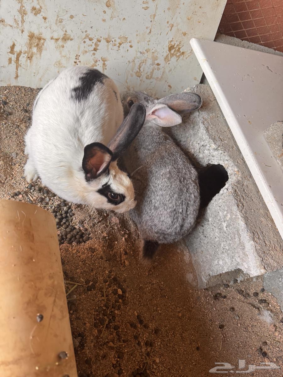 ارانب64248093715074112